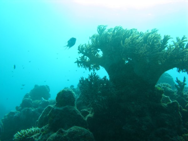 Grande barriere de corails