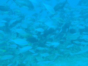 Shark Feeding dive