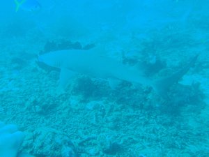 Shark Feeding dive