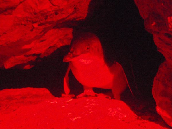 Randonnee avec les penguins et une lumiere infra-rouge le soir (1)