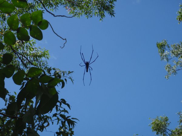Kakadu National Park - Une des nombreuse araignee