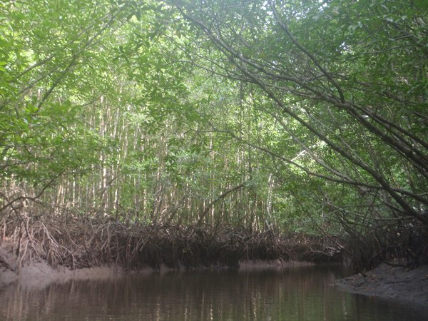 Kayak a Krabi - Mangroves