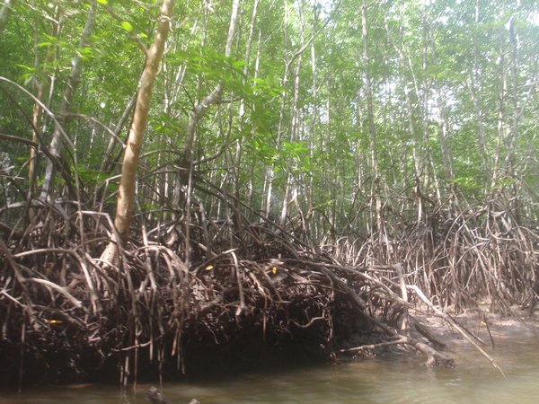 Kayak a Krabi - Mangroves (1)