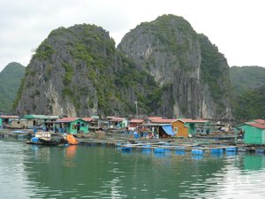 Ha Long Bay (25) - Village flotant