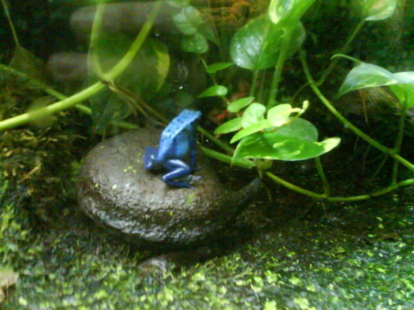 A Scary Blue Frog