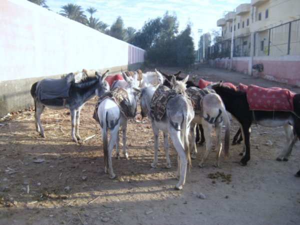 Our donkeys to ride to the Valley of the Kings