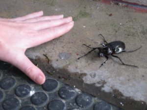 A giant rhinocerous beetle