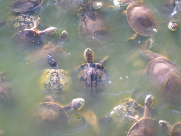 Torres and the terrapins 011