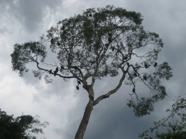 Puerto Iguazu 041