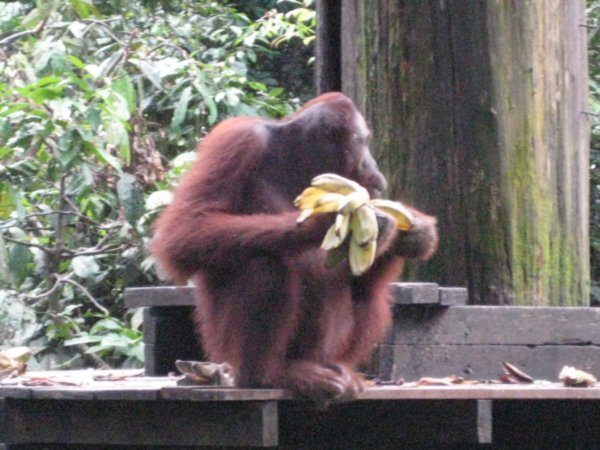 Orangutan in Sepilok