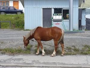 Horse and Gas?