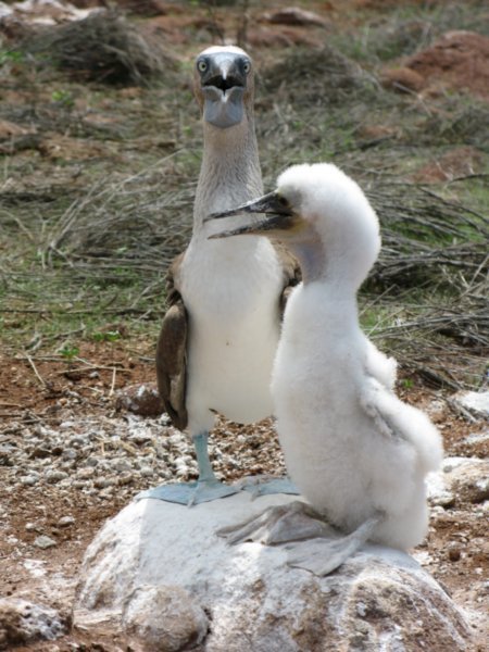 Crazed Booby and Chick