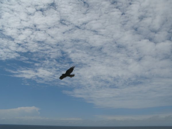 Galapagos Hawk