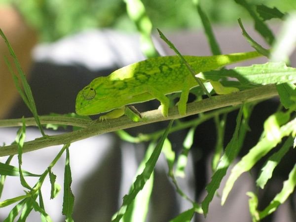 Small and Green Chameleon