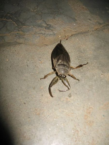 Nasty Beetle