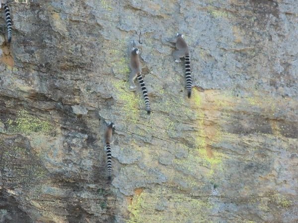 Ring Tailed Lemurs on Rock Walls