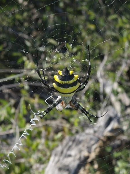 Bumble-bee spider