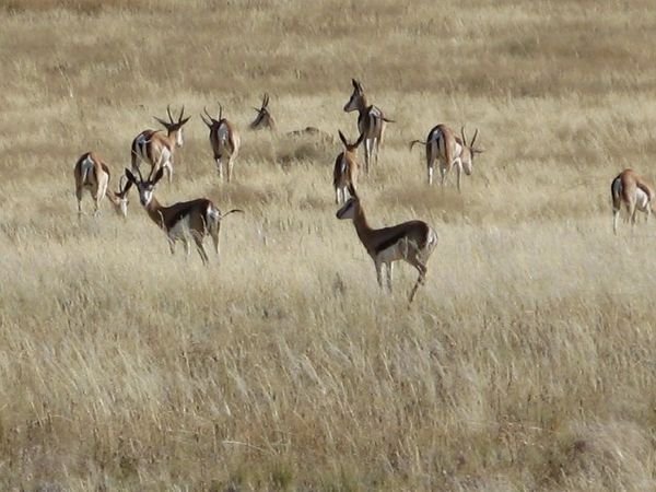 Springbok Herd