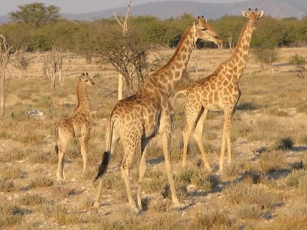 Giraffe Family in Etosha