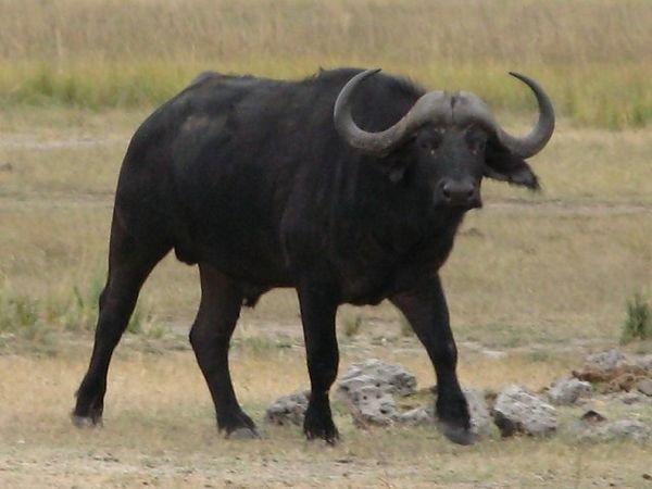 Cape Buffalo in Chobe