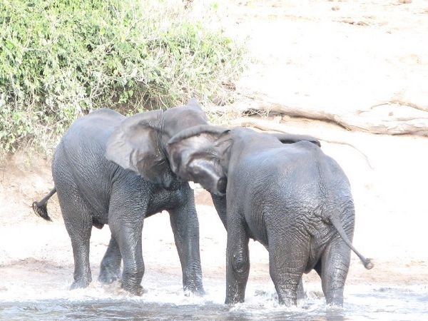 Playing Elephants in the Chobe River
