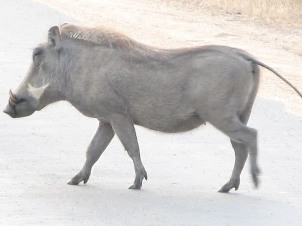 Warthog in Kruger