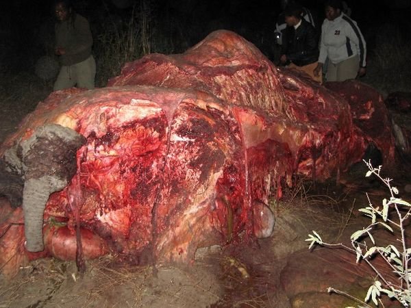 Elephant Carcass