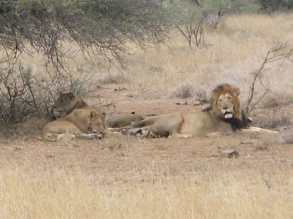 Pride of Lions in Kruger
