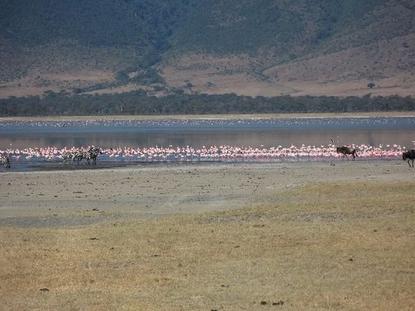 Wildebeests and Flamingos