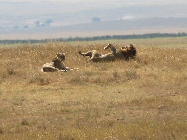 Lions Mating Dance