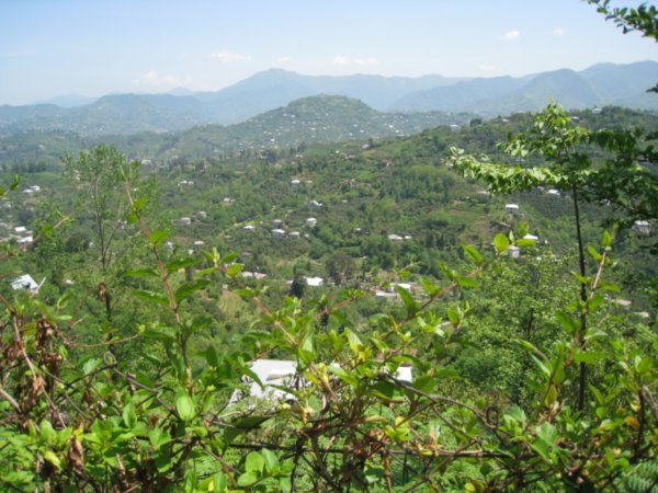 Green hills of Adjara