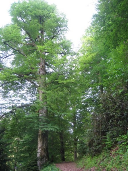 Giant beech tree