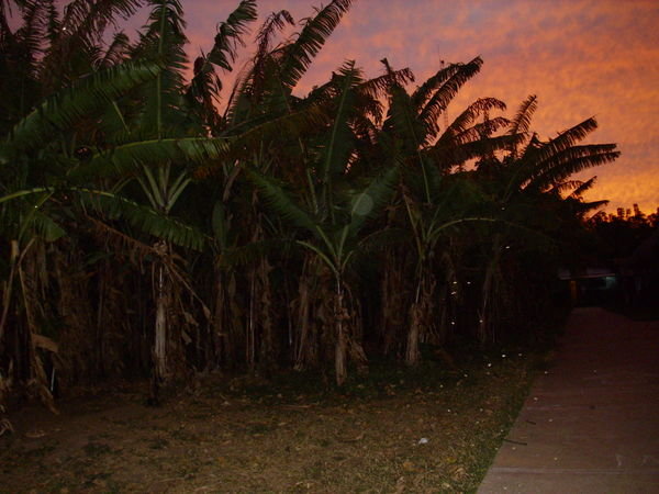 The plantain trees