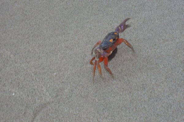 Hermit Crab on Playa Maderas at 5am
