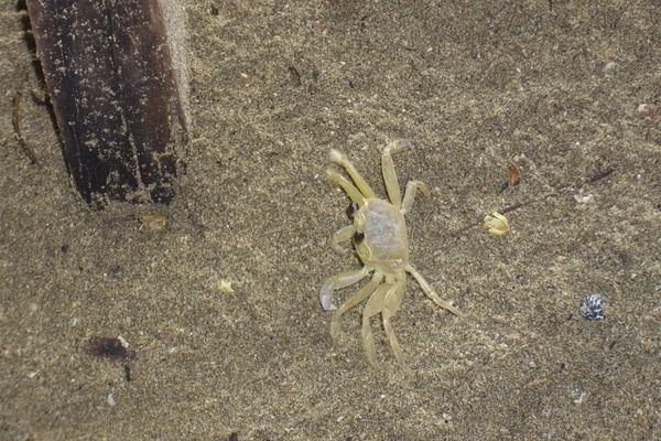 Large Hermit Crabs