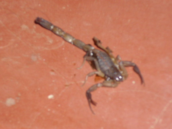 Scorpion!!!