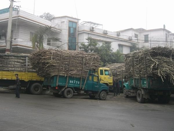 Sugar cane trucks