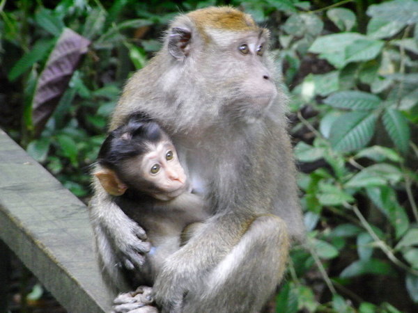 More macaques