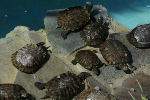Schildpad-tuin