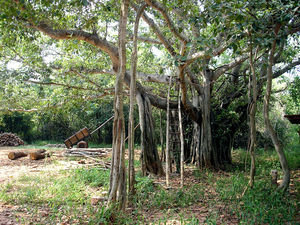 Tree, Auroville