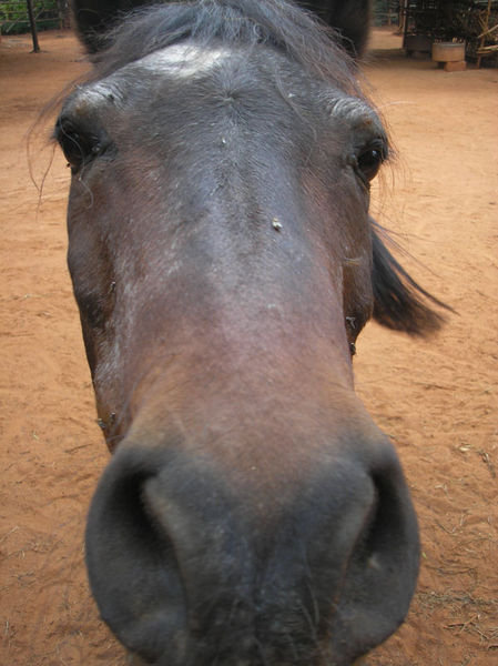 Nosy horse, Auroville