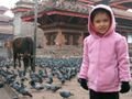 Cows and Temples