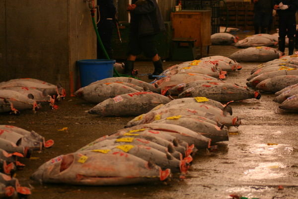 Huge Tuna at the Fish Market