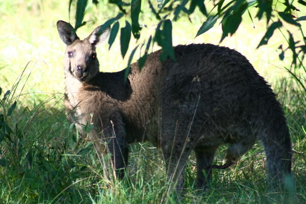 A Kangaroo