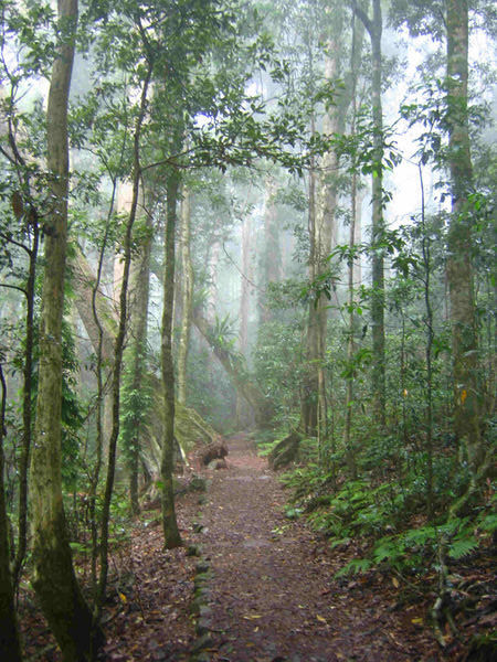 misty rainforest