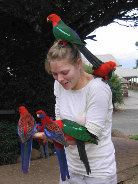 Kiama feeding the parrots