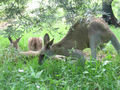 Kangeroo family