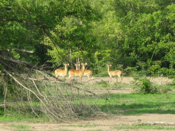 antelopes in Mole National Park