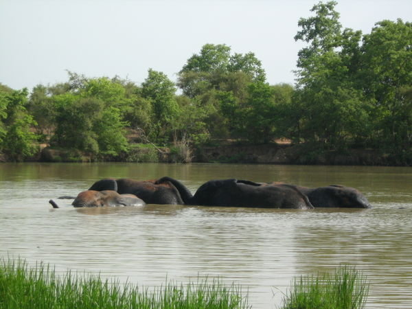 elephants in the lake
