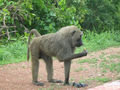 baboon eating my lunch